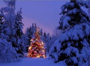 outdoor-christmas-tree-15